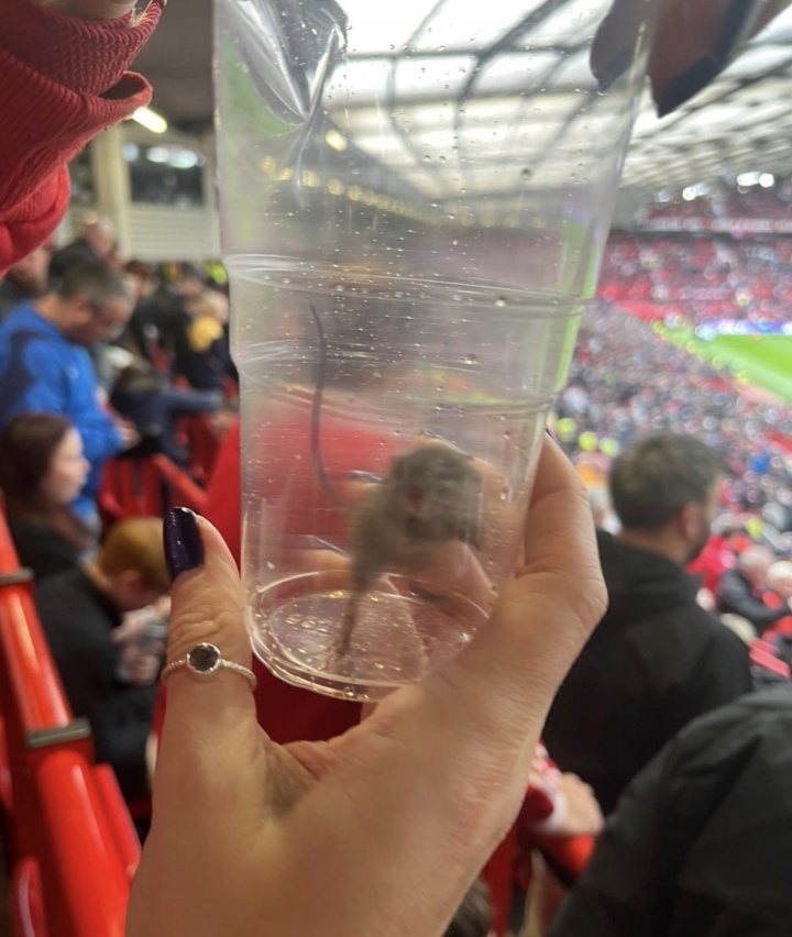 猫抓老鼠专业对口黑猫桑德兰球迷晒照，在老特拉福德抓住老鼠